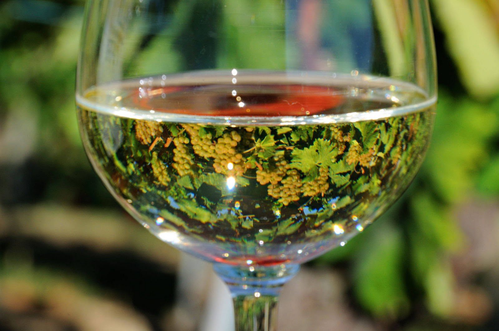 Local wine cellars experience