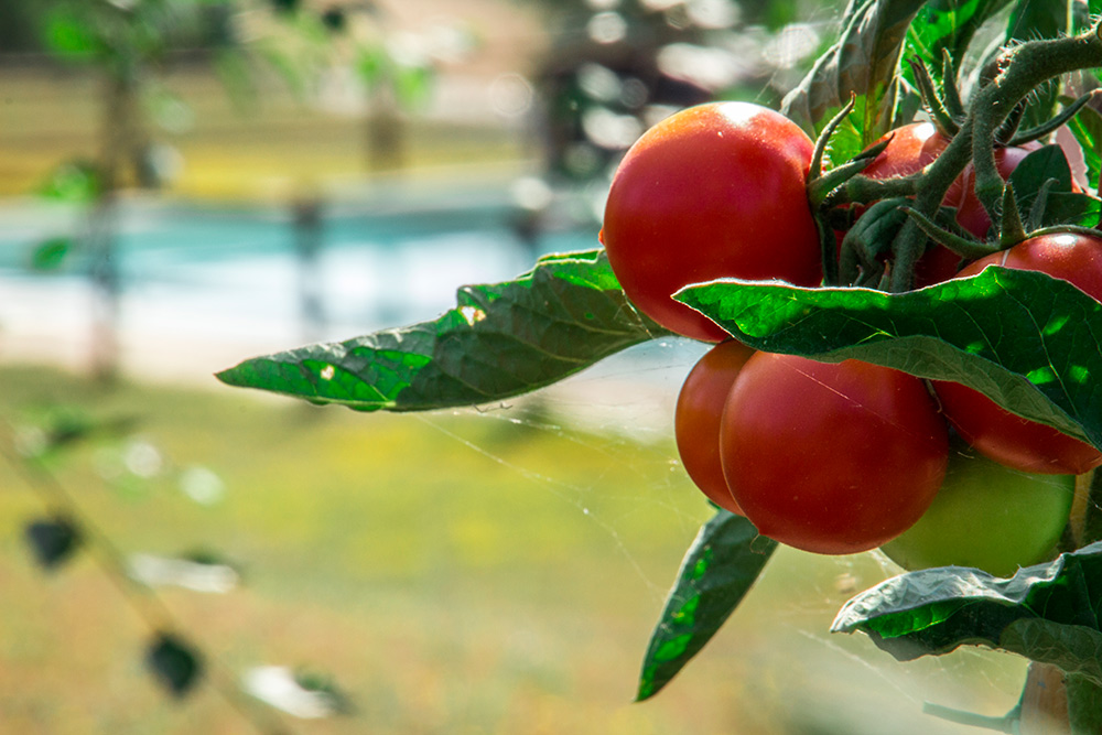 Vegetable garden and orchard