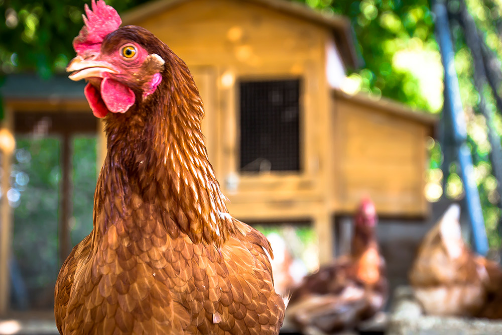 Hen-house